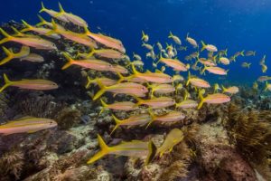 underwater tour gold coast